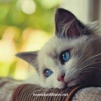 Avatar de Liễu Thùy My